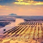 Avatar of Asif Javed