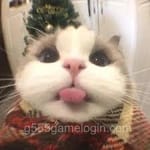 Avatar of Kinza Ahmed